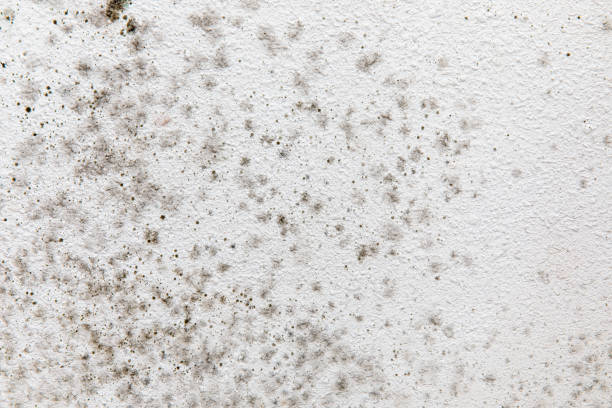 Best Mold-Related Health Consultation  in Lehighton, PA