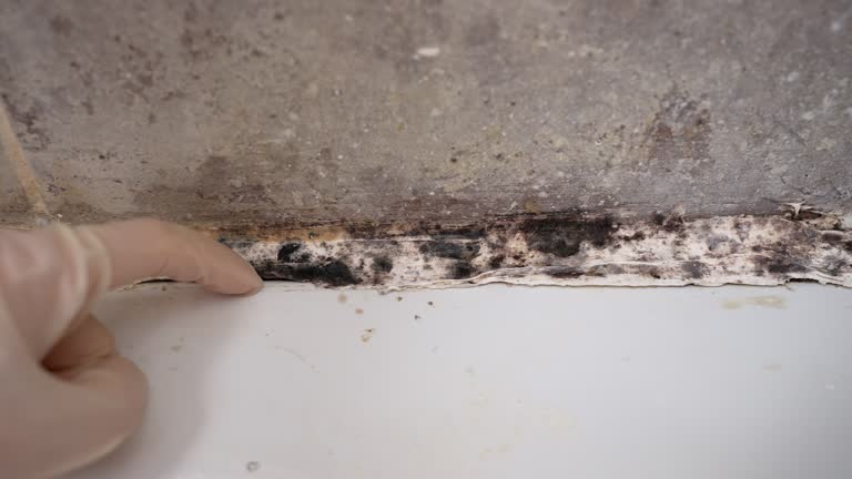 Environmental Consulting for Mold Prevention in Lehighton, PA